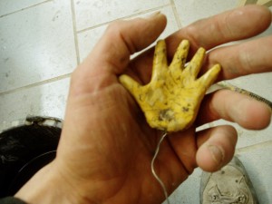 BabyHand. Hand des gelben Stuckbabys