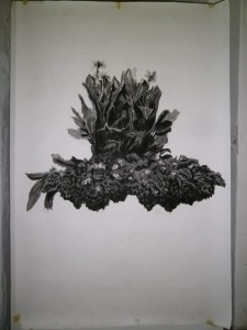 Canna indica kohle und Kreide auf Papier 100x150cm